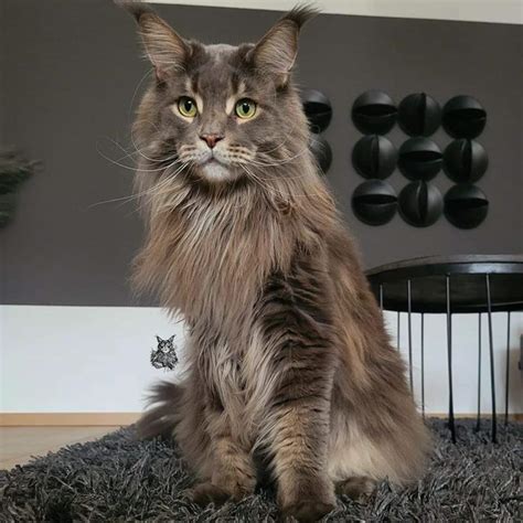 Surprising Facts About Maine Coons Fur Mainecoon Org