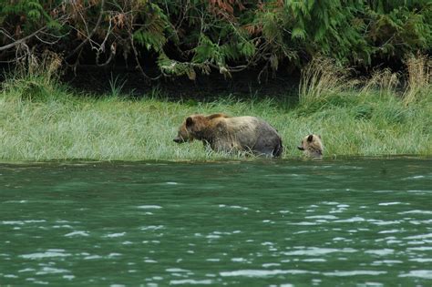 Curious Grizzly Bears Of Knight Inlet Grizzly Bear Tours And Whale