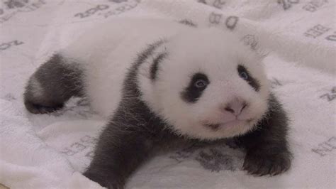 Adorable Baby Panda Twins Youtube