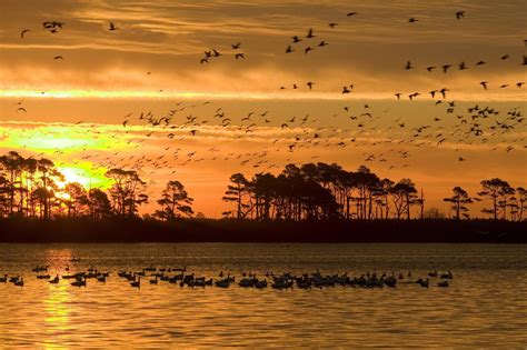 Birds In Flight At Sunset Free Stock Photo Public Domain Pictures