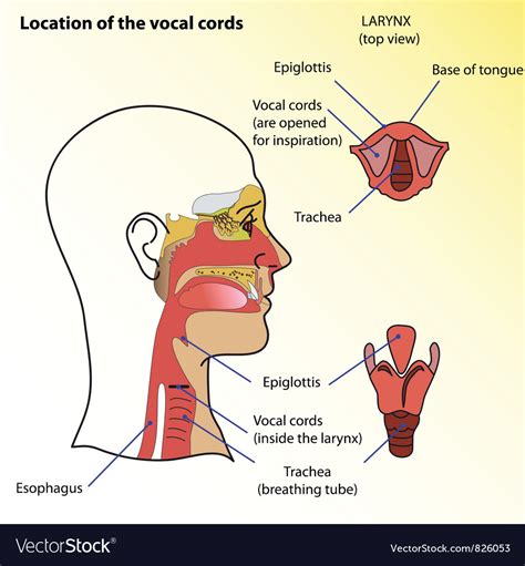 Vocal Cords Royalty Free Vector Image Vectorstock