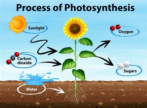 The change in light color from green to red takes place through a process known as fluorescence. What is photosynthesis? - Science Questions