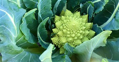 How To Grow Romanesco Broccoli Gardeners Path