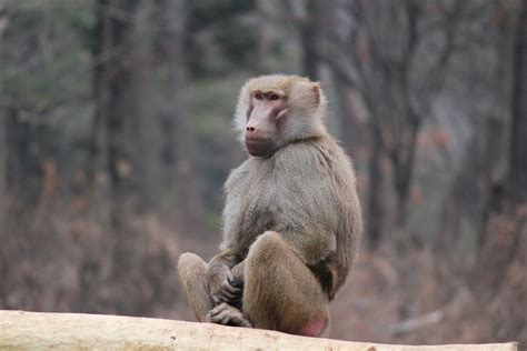 Free Images Animal Wildlife Wild Zoo Mammal Fauna Primate