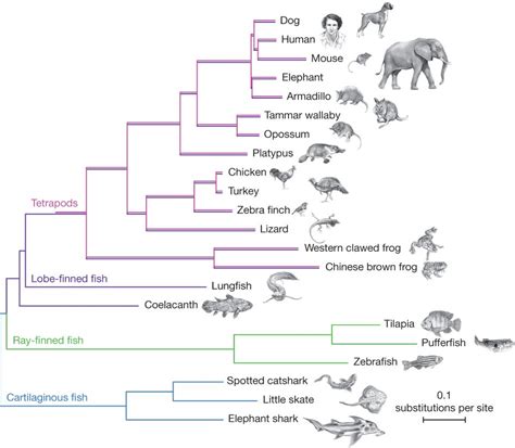 Cladogram Evolution Of Mammals Pets Lovers