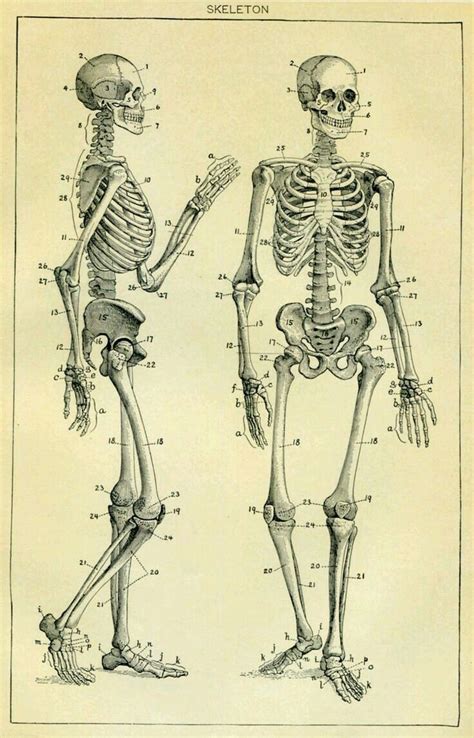 Skeleton Drawings Human Skeleton Skeleton Art Skeleton Body Parts Skeleton Photo Eye