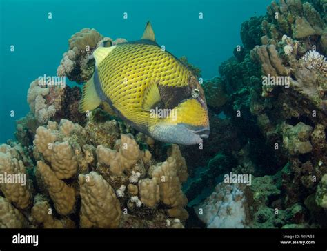 Titan Triggerfish Balistoides Viridescens On Coral Reef Hamata Red