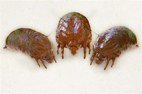 Facts About Dust Mite Bites Plus Differences From Bed Bug