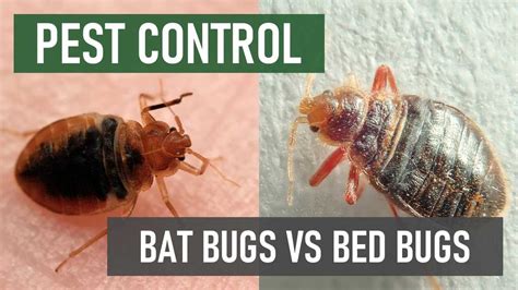 Bat Bugs Identification Prevention And Treatment Guide Updated April