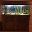 55 Gal Freshwater Fish Tank PLUS Stand Canopy And Accessories For Sale 