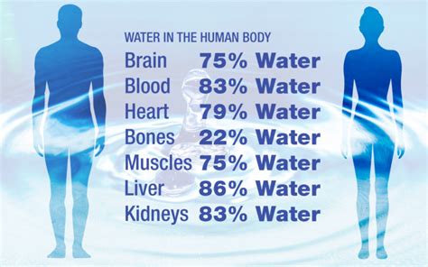 How Does Water Affect The Human Body Waterways