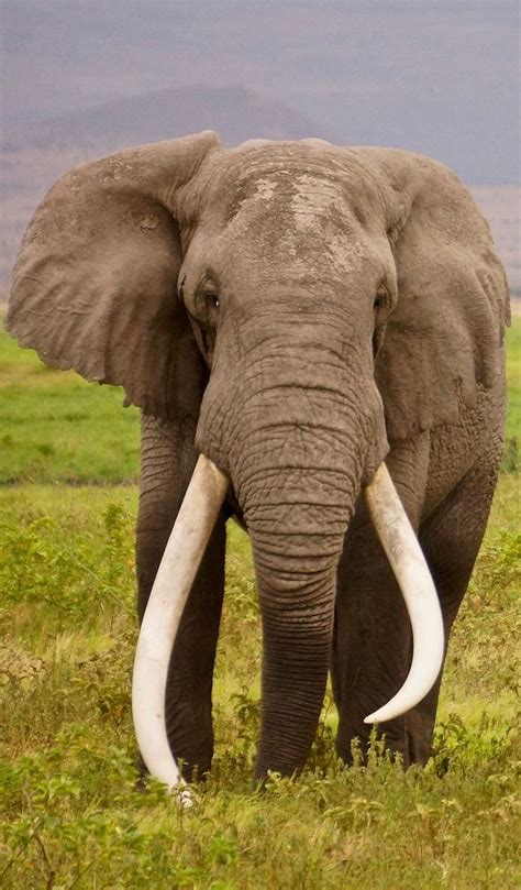 About Wild Animals An Elephant With Enormous Tusks Wild Animals