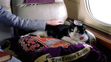 8 Reasons Why The Princess Diaries Fat Louie Was The Real Star Of The