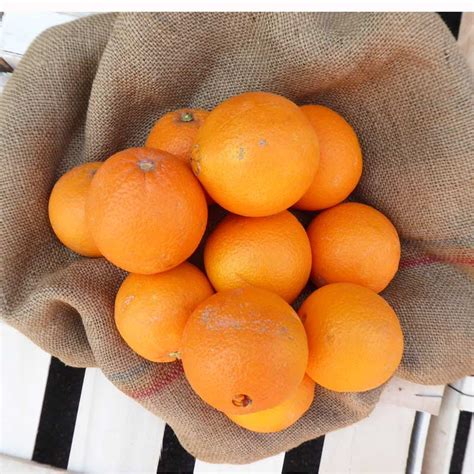 Oranges Bio à Jus And Agrumes Bio Du Producteur Agriculteur Bio