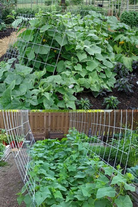 Creating a trellis for your cucumbers will not only save space, but it will also help keep your cucumbers beautiful and healthy. 15 Easy DIY Cucumber Trellis Ideas - A Piece Of Rainbow