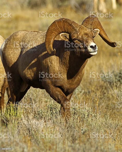 Big Horn Ram Quartering Towards Camera Stock Photo Download Image Now