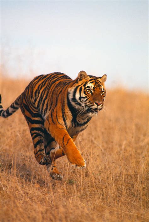 Bengal Tiger Endangered Species Animal Planet