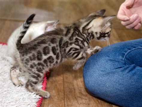 Reinrassige Und Sehr Verschmuste Bengal Kitten Kater In Braun Mit Stammbaum Aus Exklusiver Zucht