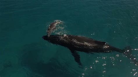 Newborn Whale Takes First Breaths Youtube
