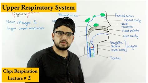 Nose Pharynx And Larynx Anatomy And Physiology Youtube