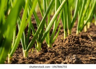 17 425 Onion Rows Images Stock Photos Vectors Shutterstock