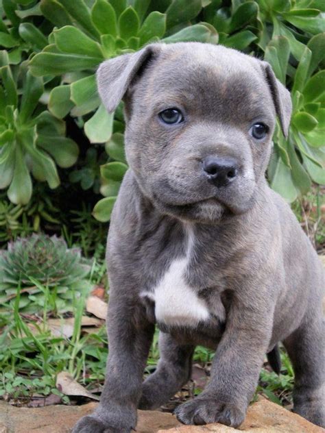 39 Staffordshire Bull Terrier Kennel Club Puppies For Sale Image
