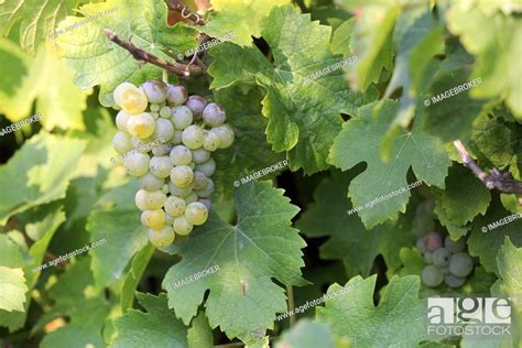 Grape Vine Vitis Vinifera Pinot Blanc With Grapes In Late Summer