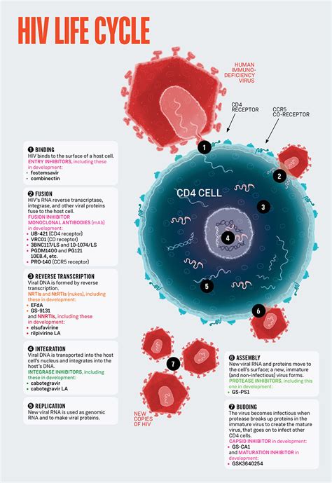 Hiv Life Cycle Positively Aware