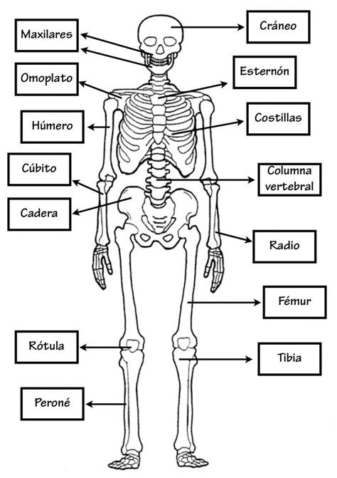 Fichas Primaria Conocimiento Del Medio Huesos Del Cuerpo Humano