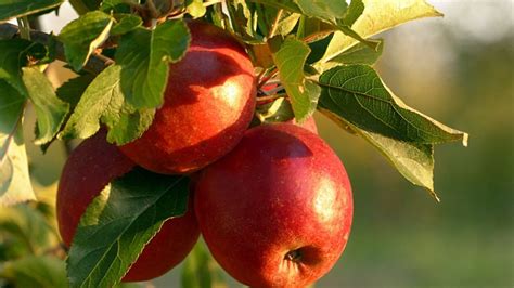 सपने में सेब देखना मतलब क्या है Sapne Mein Apple Dekhna