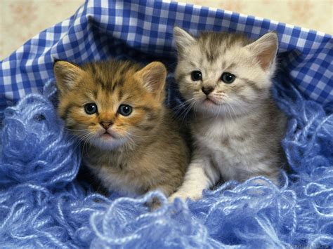 Two Cute Kittens Hd Desktop Wallpaper Widescreen High Definition Fullscreen