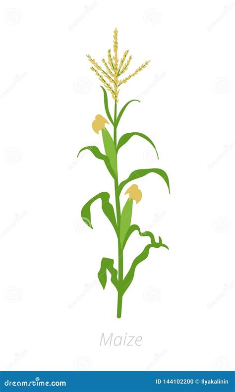 Maize Plant Corn Vector Illustration Zea Mays Agriculture Cultivated