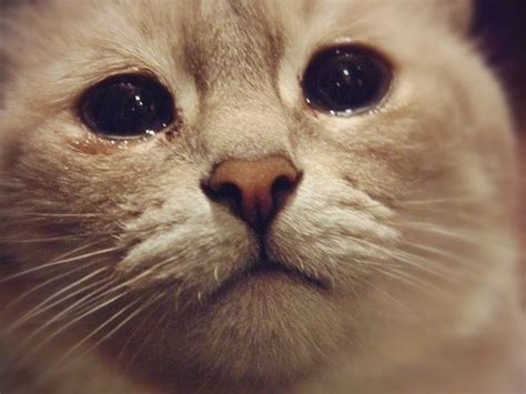 Crying Cat