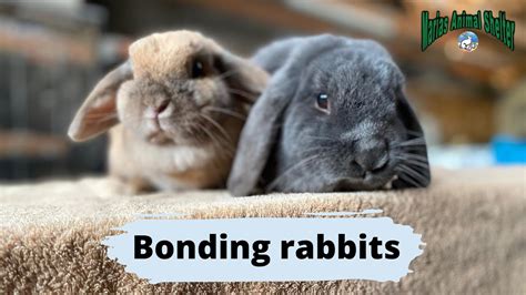 Bonding Rabbits Step By Step For Success Youtube