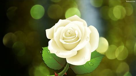 White Rose Wallpaper 32074 Baltana