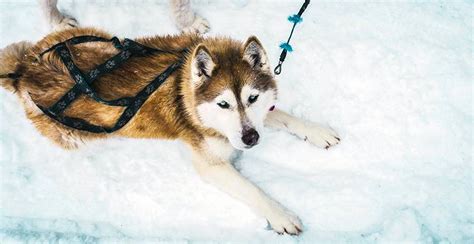 Issue d'une tradition ancestrale de la culture inuite, la dans cette douce aventure, soyez témoin de l'extraordinaire relation de confiance qui lie les chiens de traîneaux au musher permettant une organisation de travail comme vous n'en avez jamais vu. Chien De Traineaux Schnepfenried : Chiens de traineau Jura ...