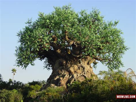 50 Disney Tree Of Life Wallpaper On Wallpapersafari