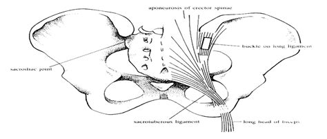 The Function Of The Long Dorsal Sacroiliac Ligament Its Imp Spine