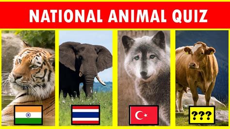 🔴 National Animals Of Countries Quiz National Animals Youtube