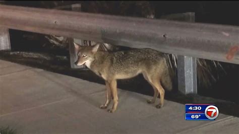 Coyote Spotted In Dania Beach Neighborhood Sightings On The Rise