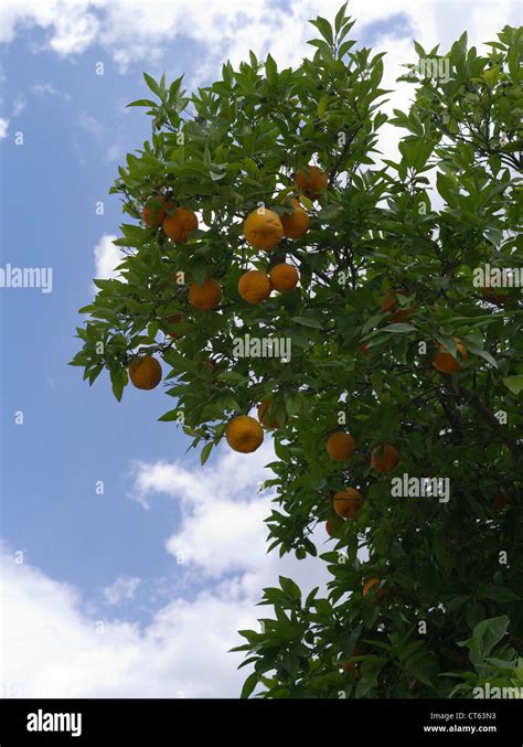 Dh Oranges Cyprus Orange Tree Trees Fruit Stock Photo Alamy