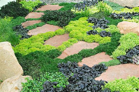 The Best Low Maintenance Ground Covers Ground Cover Plants Plants My