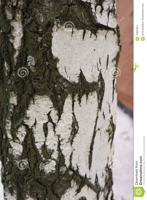 The Bark Of The Birch Tree Trunk Close Up Stock Illustration