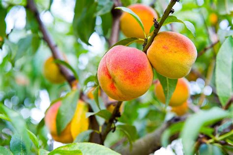 How To Grow And Care For Peach Trees Gardeners Path Atelier Yuwaciaojp
