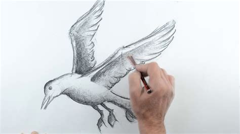 Flying Seagull Drawing At Getdrawings Free Download