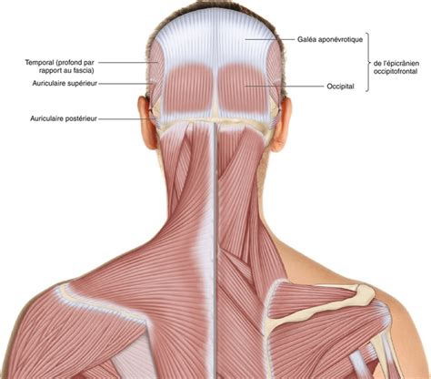 9 Muscles De La Tête Medicine Key