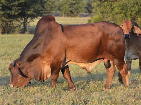 Brahman Cattle Uf Project To Select The Best Brahman Genes