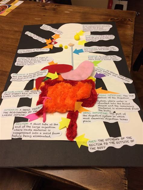 Pin by Amanda Collicott on Crafts | Digestive system project, Human