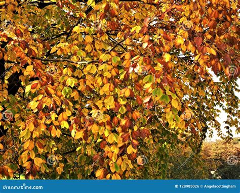 Golden Autumn Leaves On A Beech Tree Stock Photo Image Of Colour