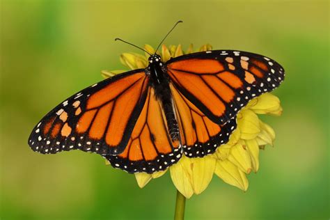 Monarchfalter Männchen Foto And Bild Tiere Wildlife Schmetterlinge